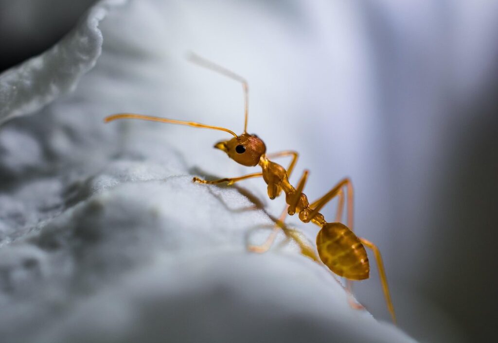 red fire ants