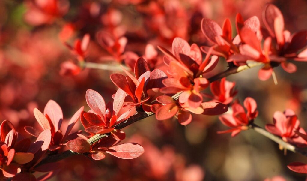 red color shrubs