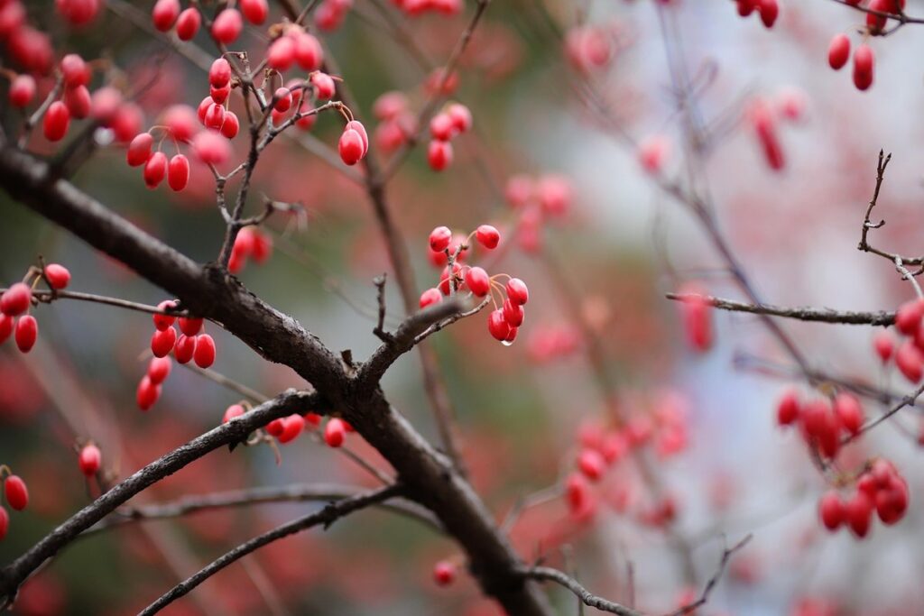 red twig dogwood native range