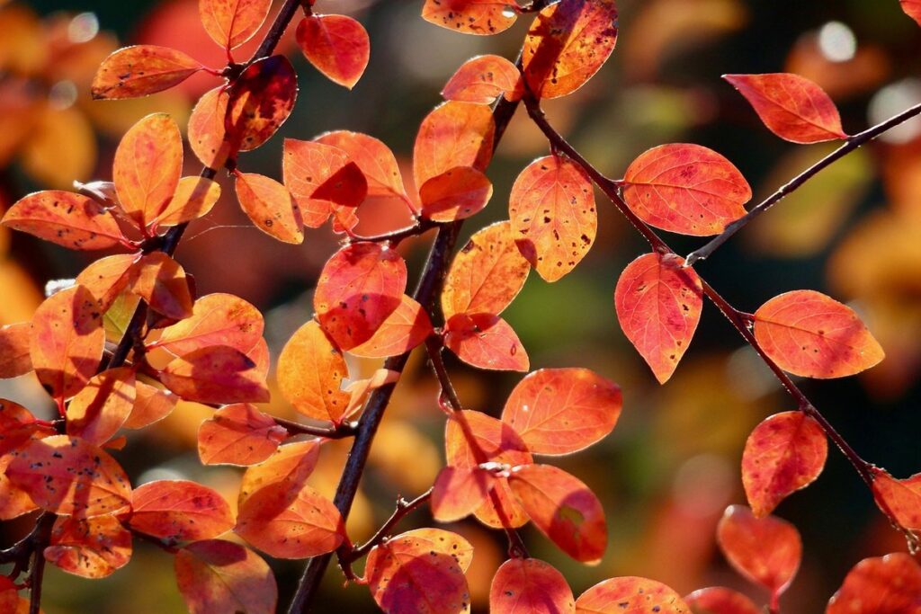 plants that turn red in the fall