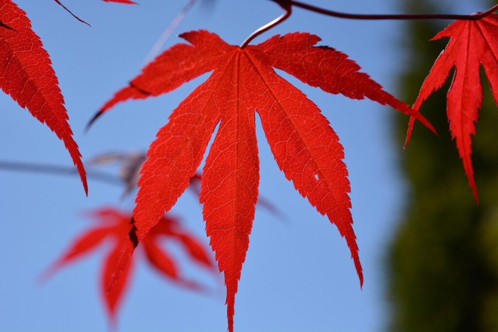 red maple bloom