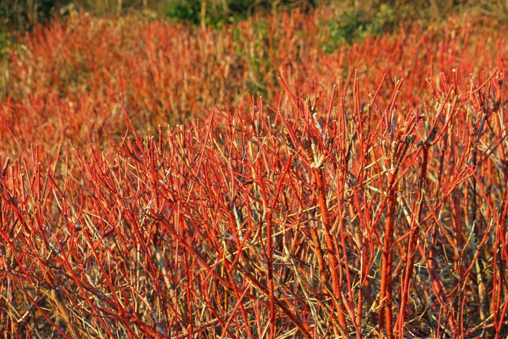 red osier dogwood
