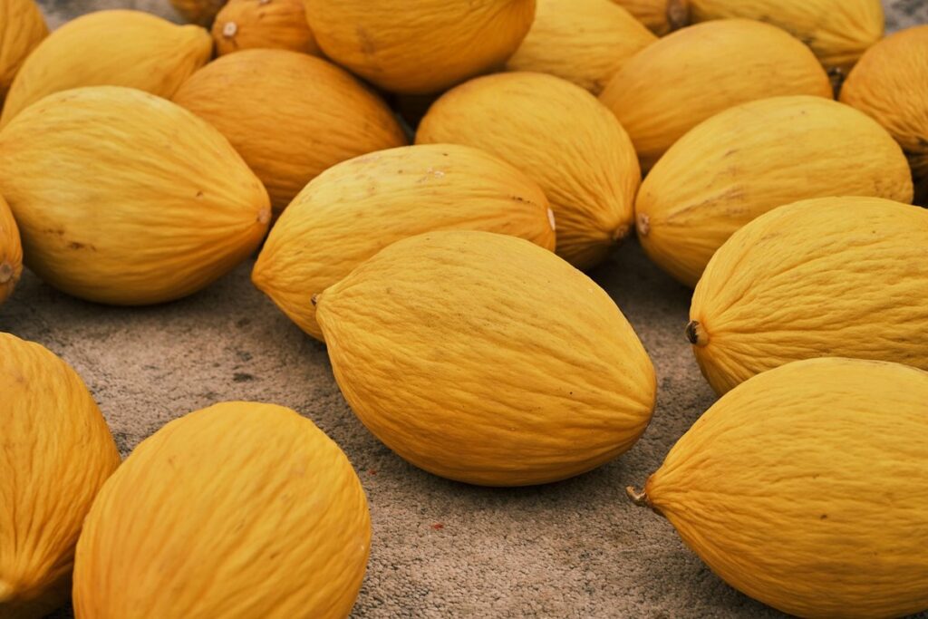 how to know when melons are ripe