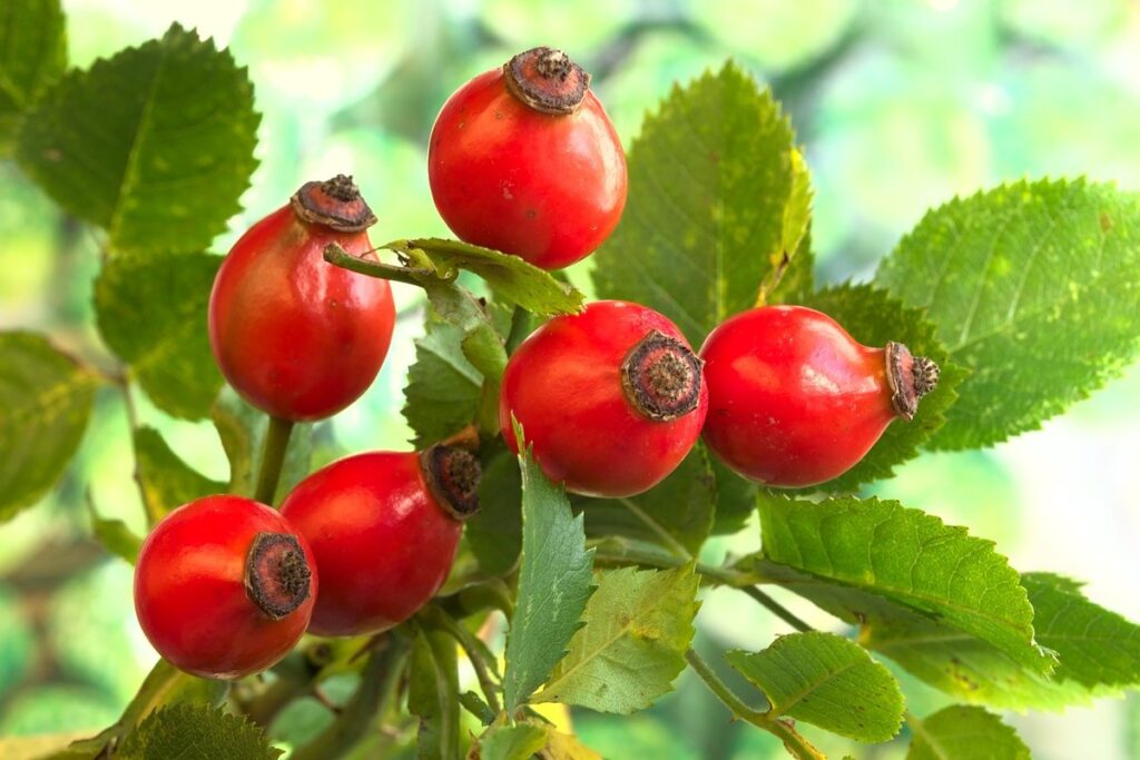rose hips planting