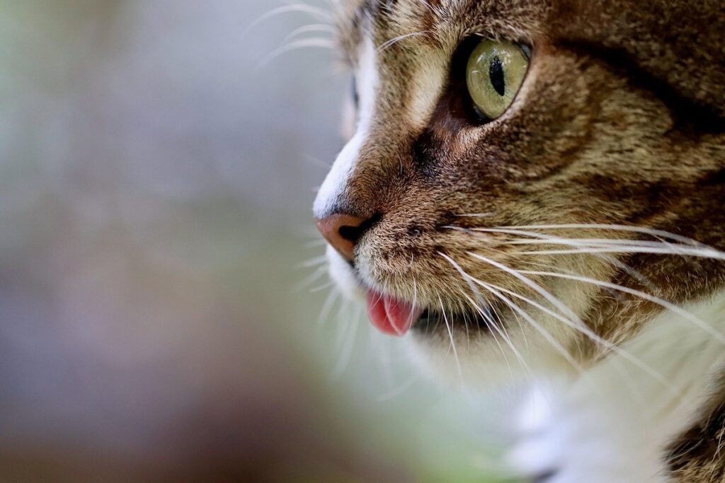 are roses toxic to cats