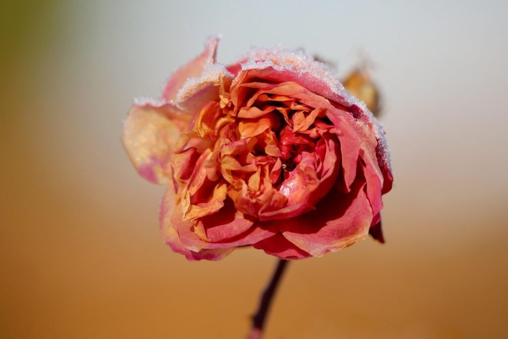 do roses require full sun