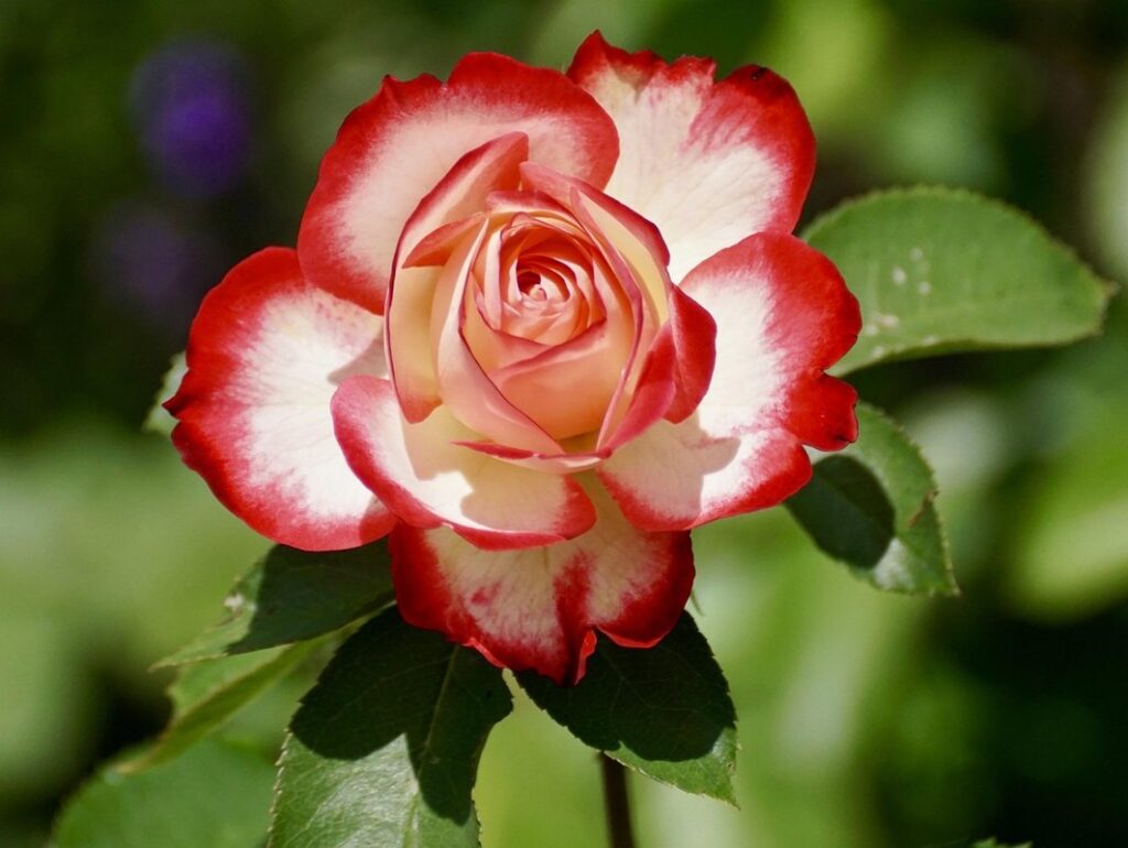 roses planting and care