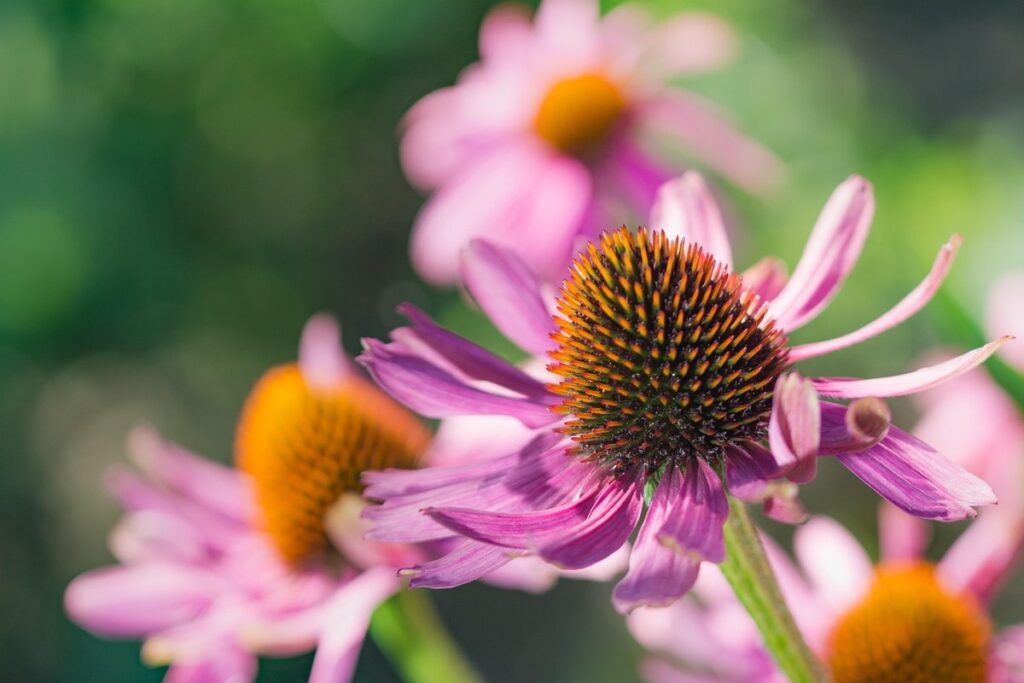 rudbeckia purpurea