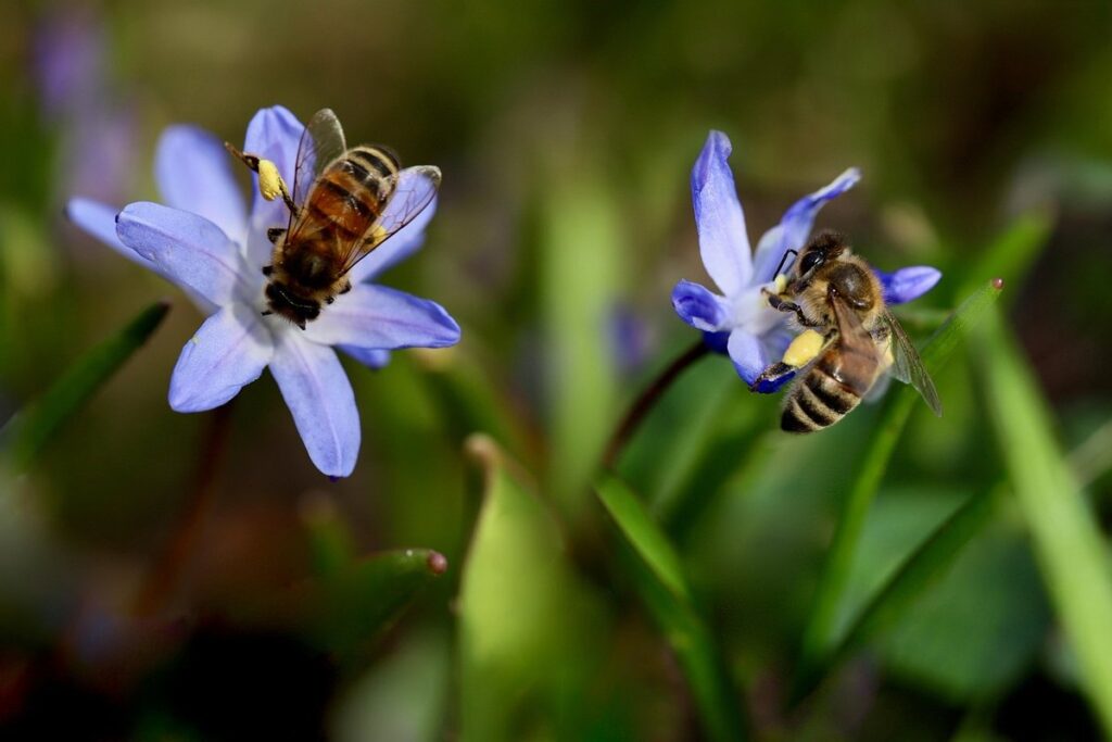 scilla flower