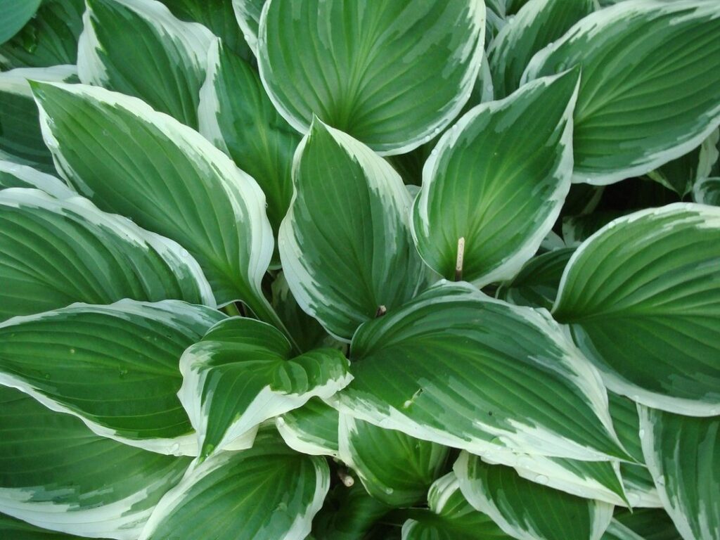 shade-tolerant plants