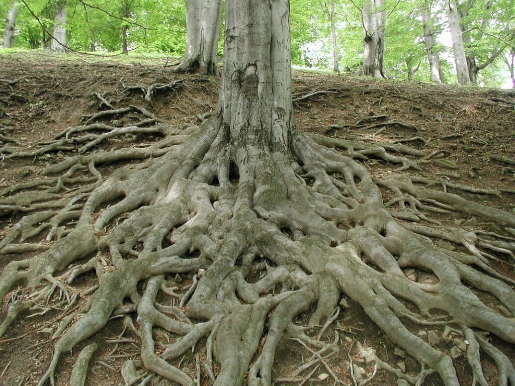 shallow rooted trees