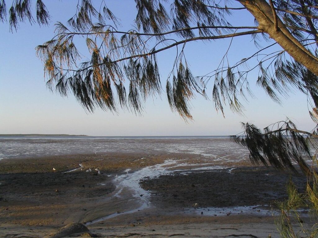 sheoak tree
