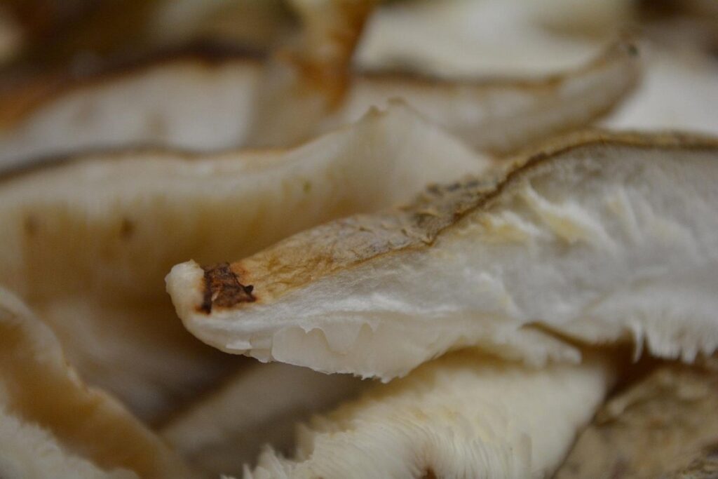 shiitake mushroom growing kit
