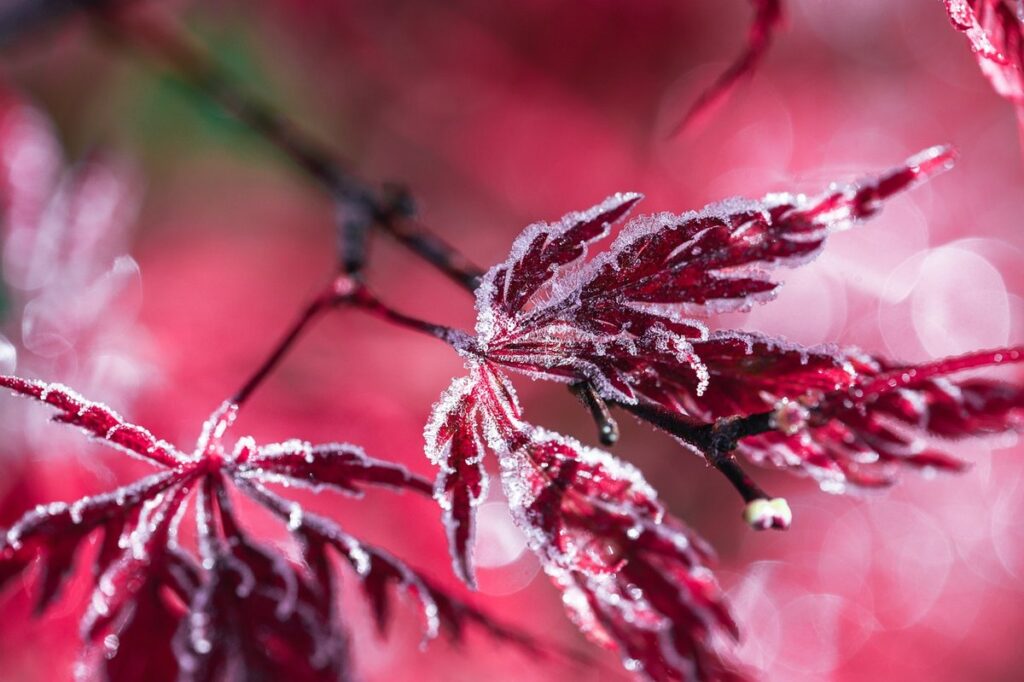 shrub maple landscaping
