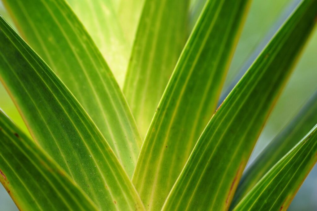 silver foliage plants