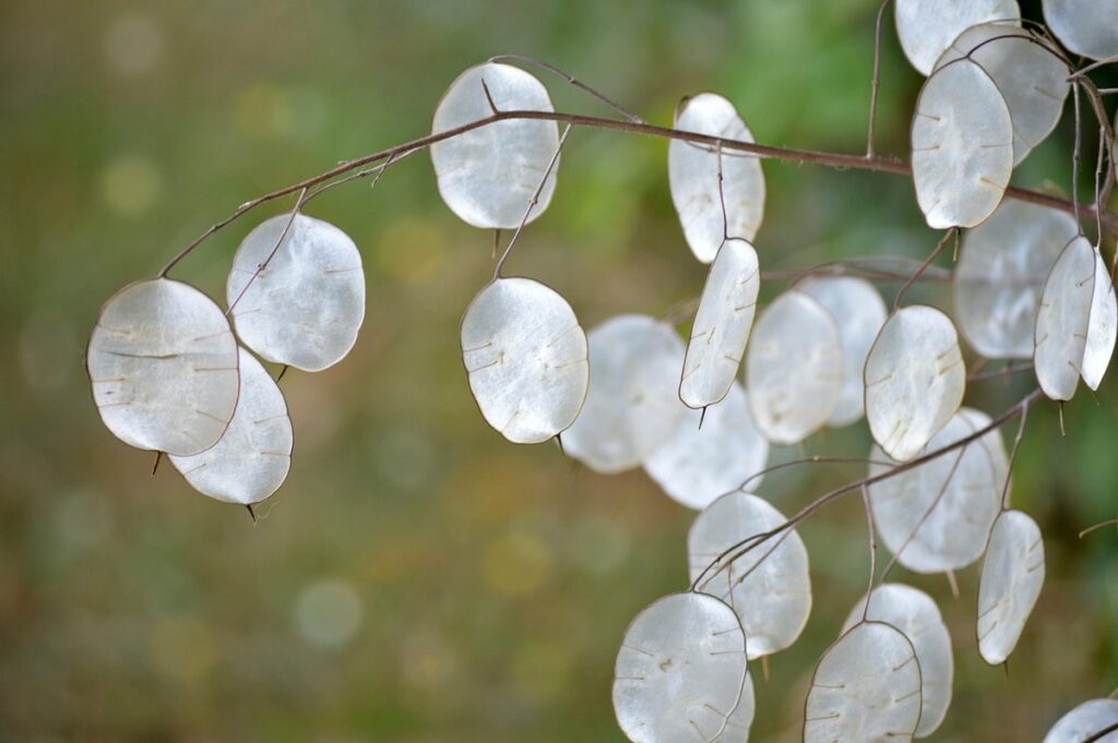 silver leaf plants uk