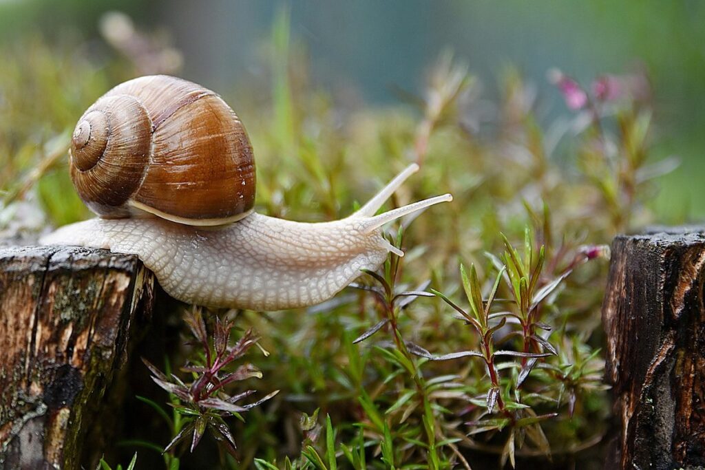 managing slugs on garden leaves
