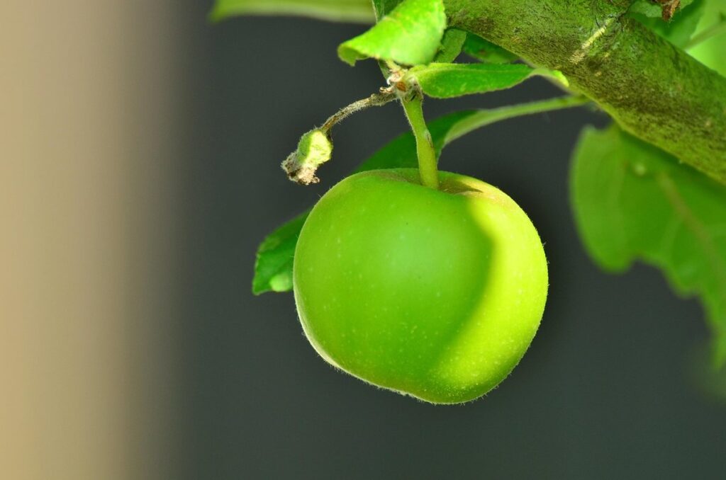 unripe apples
