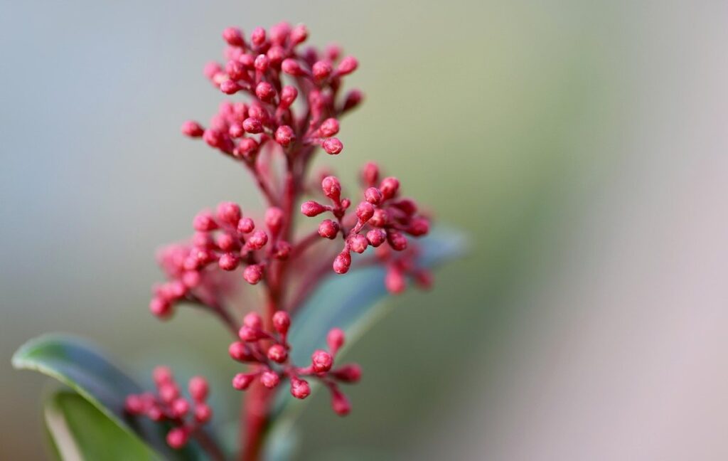 small shrubs