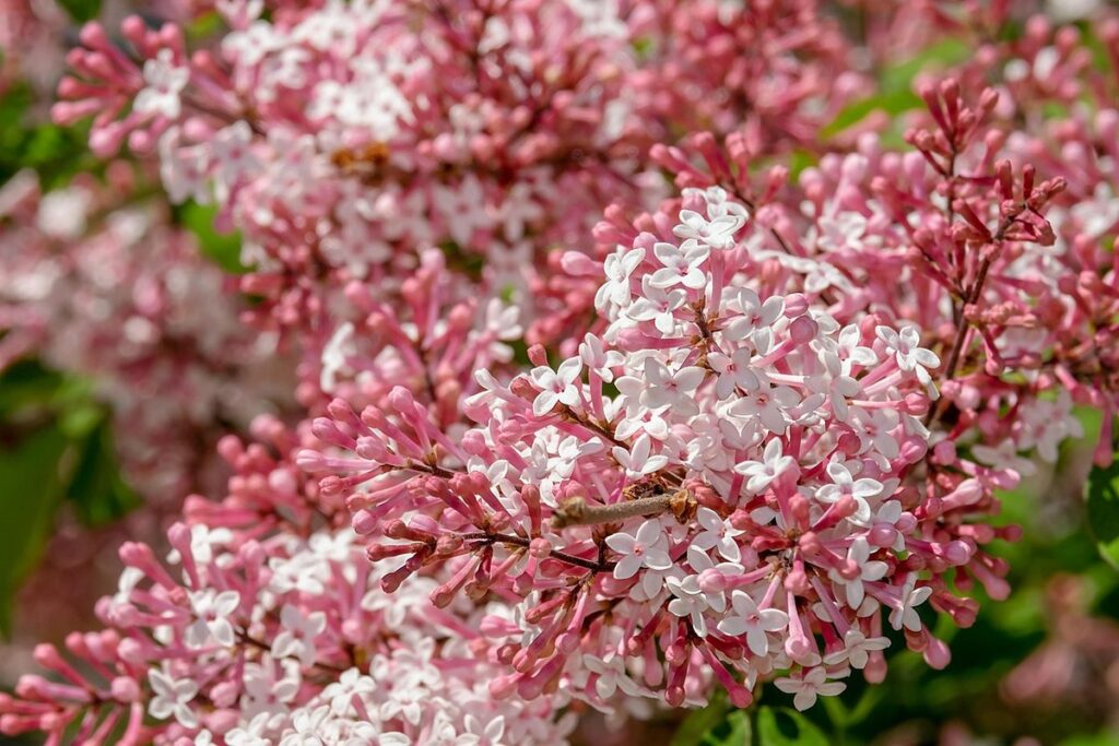 white small flower shrub