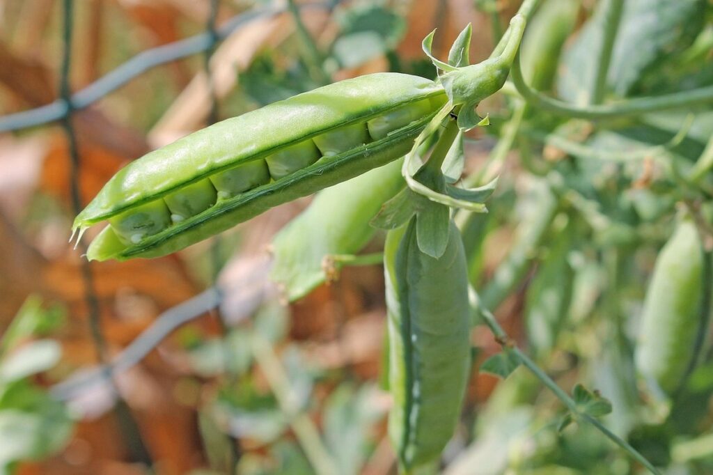 growing snap peas