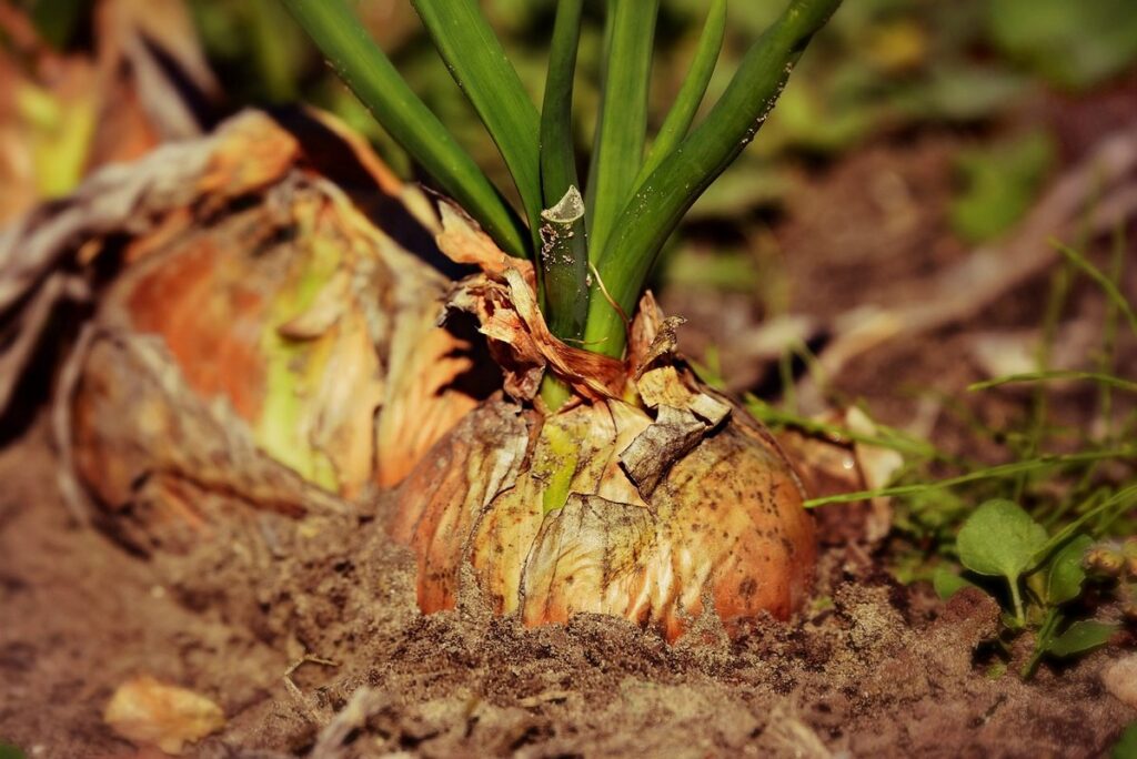best garden soil for vegetables