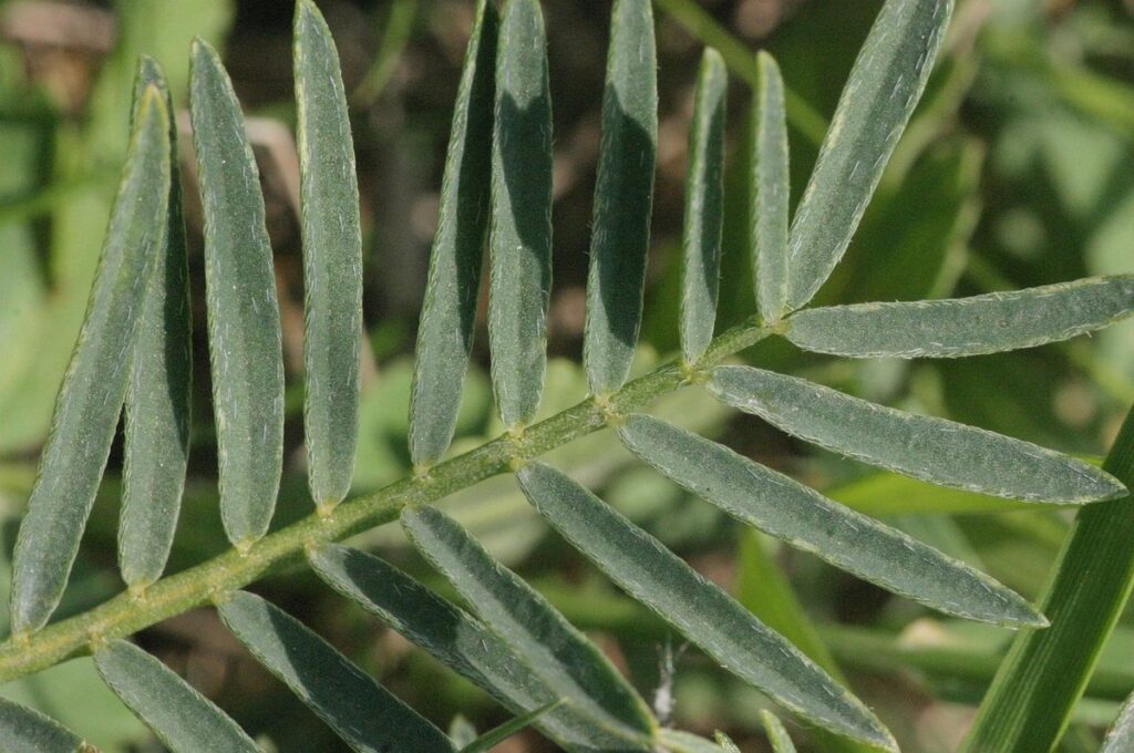 sonchus asper
