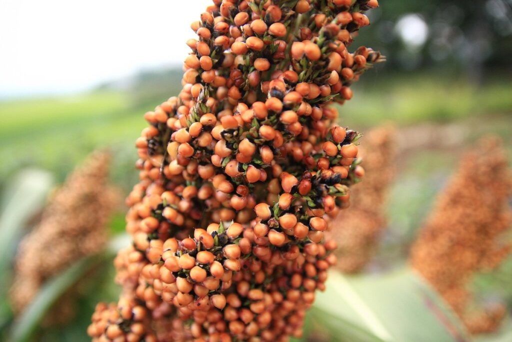 growing sorghum in home gardens