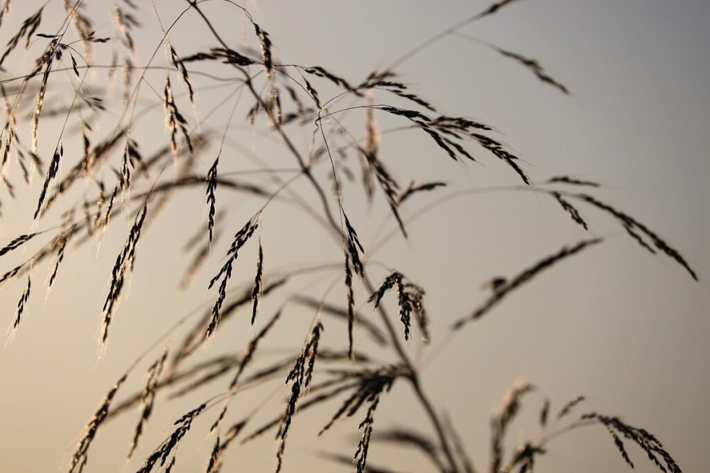sorghum sudan grass