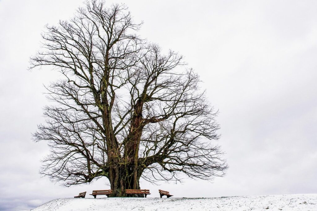 sourwood tree care for gardeners