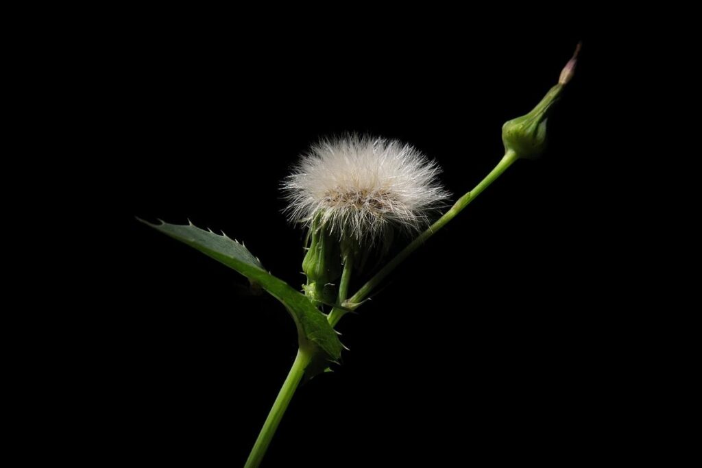 sow thistle