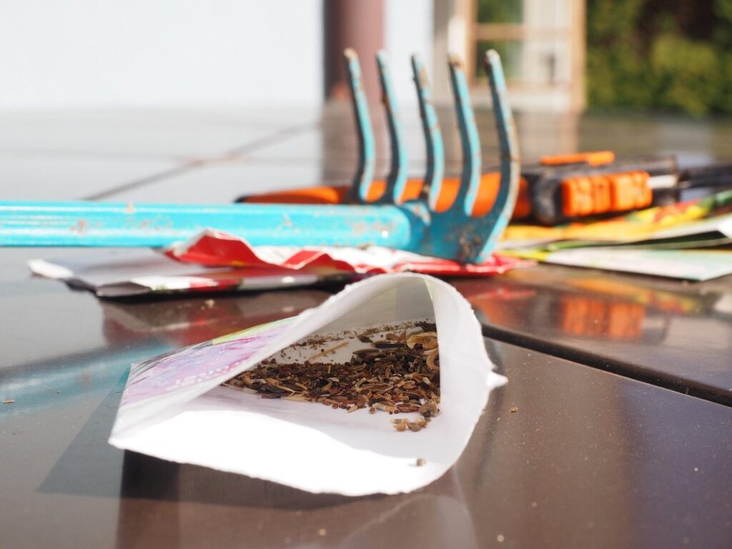 sowing tomato seeds