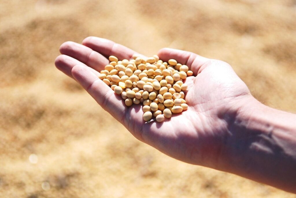 soybean plants