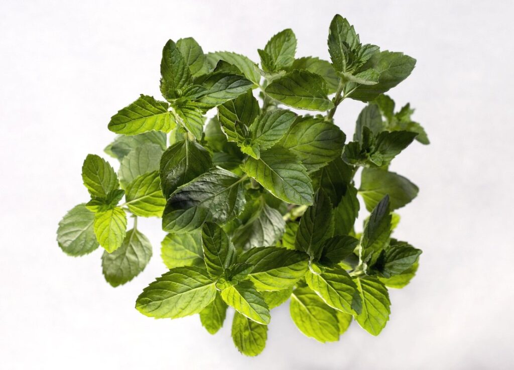 Spearmint pots