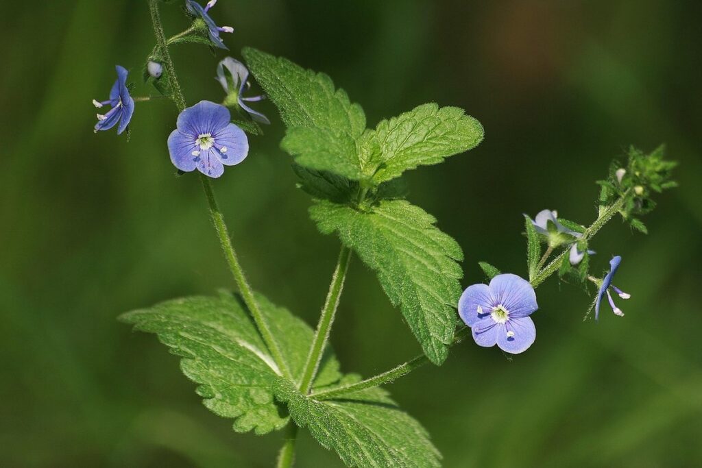 speedwell plant
