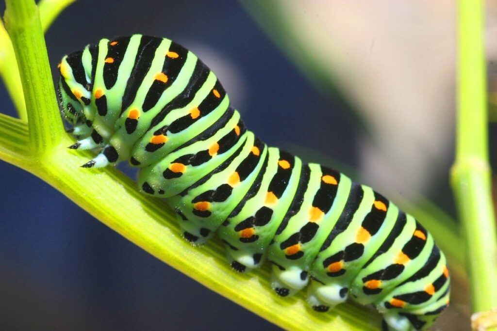 sphinx caterpillar in gardens