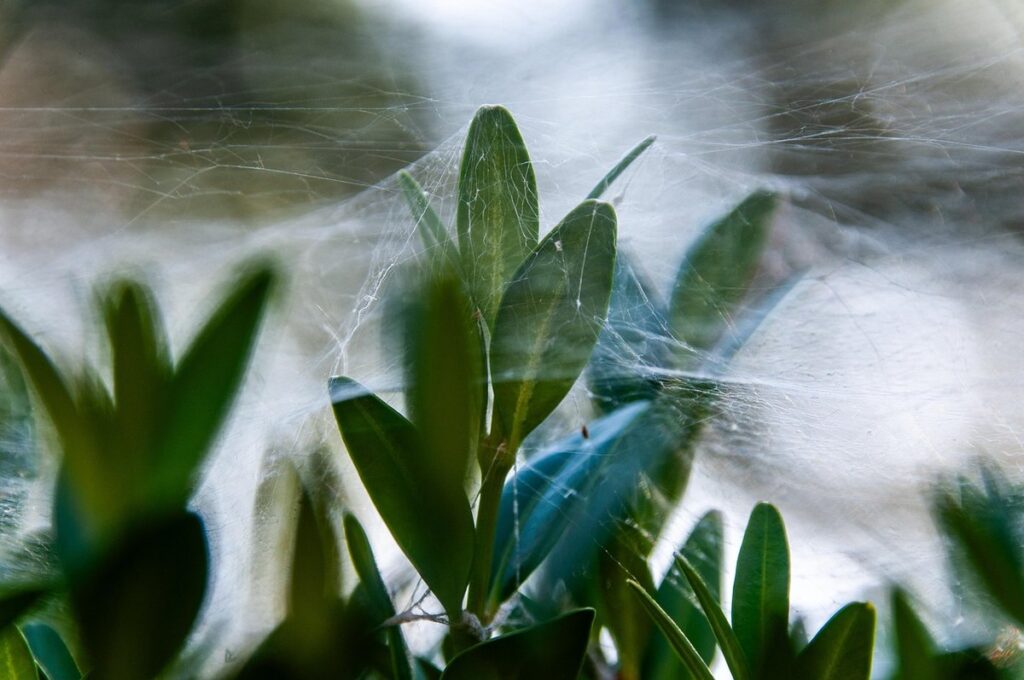 how to care for spider plant