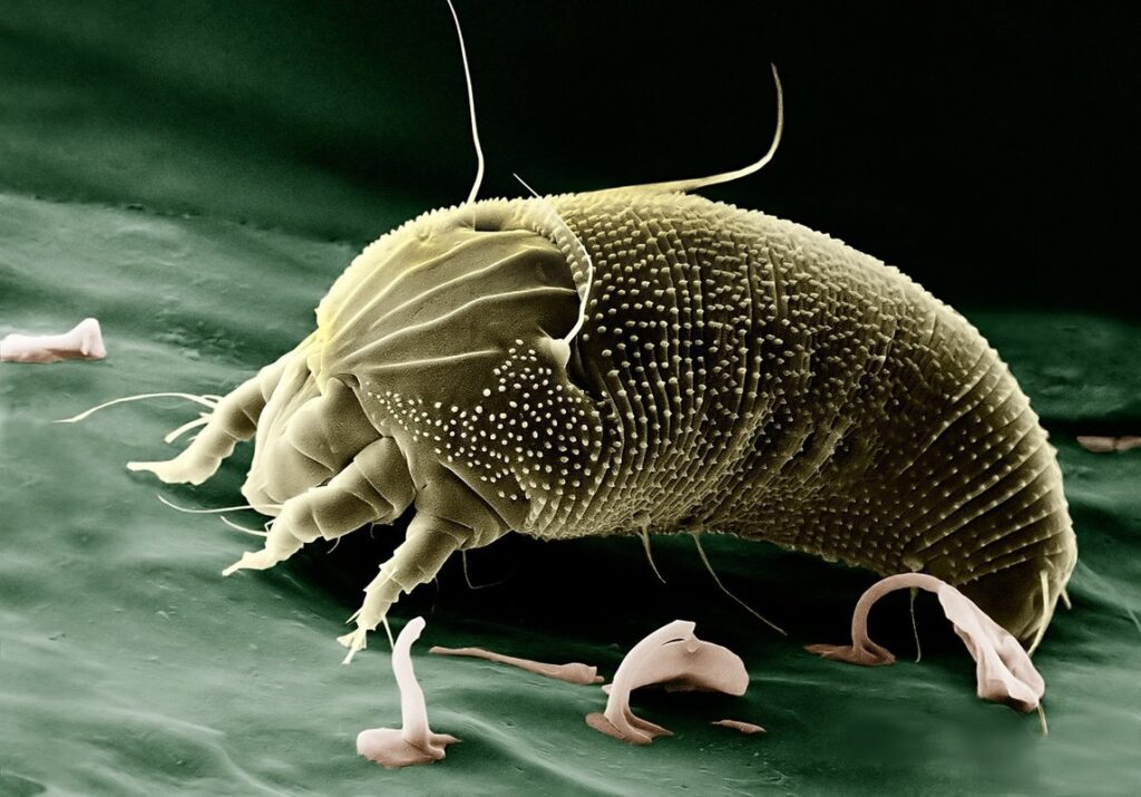 two spotted spider mite