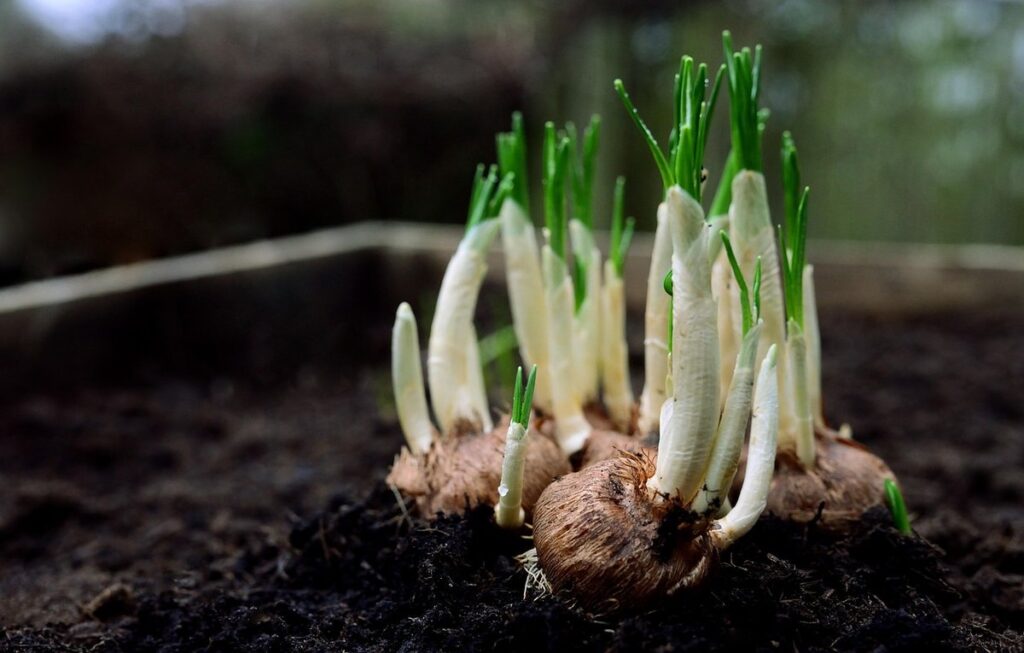 spring bulb planting