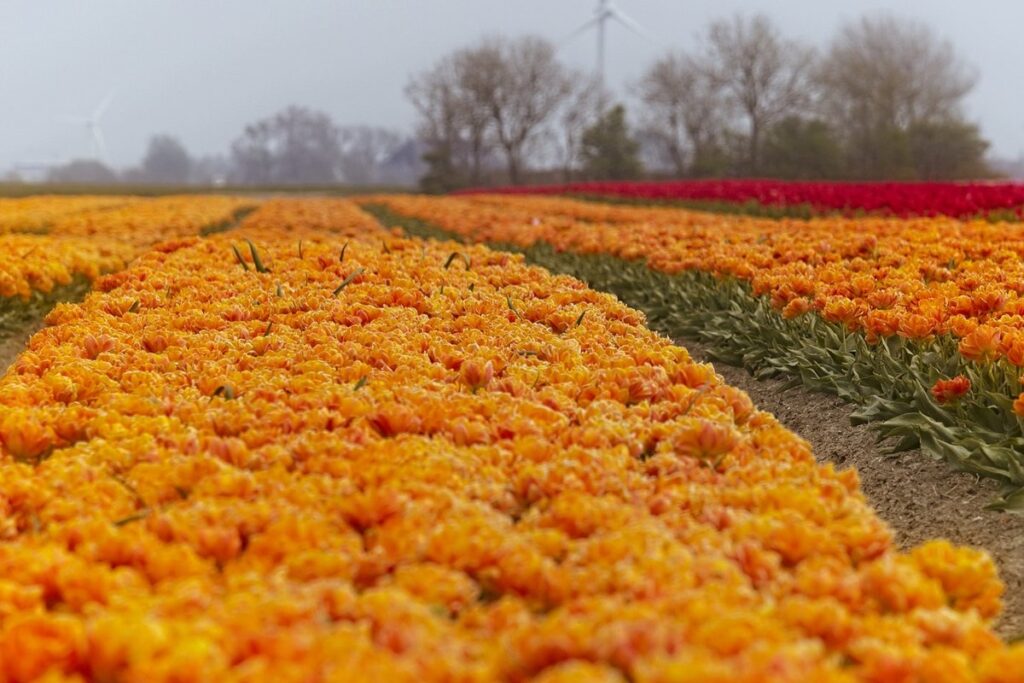 when to plant spring bulbs