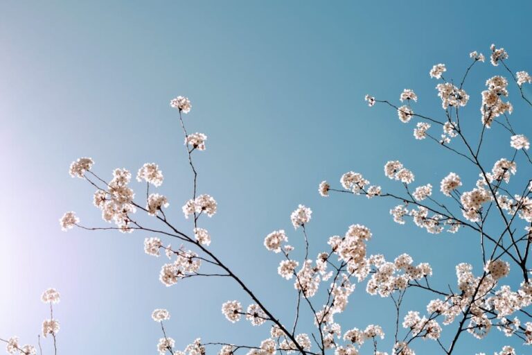 spring flowers in ontario
