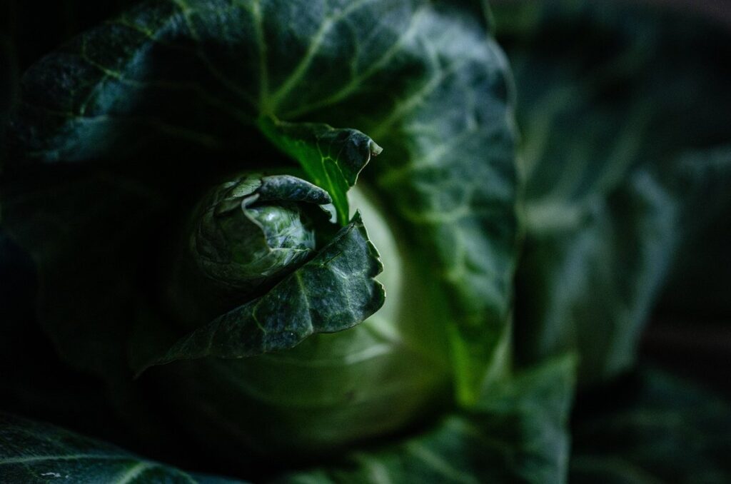 forage crops for small gardens