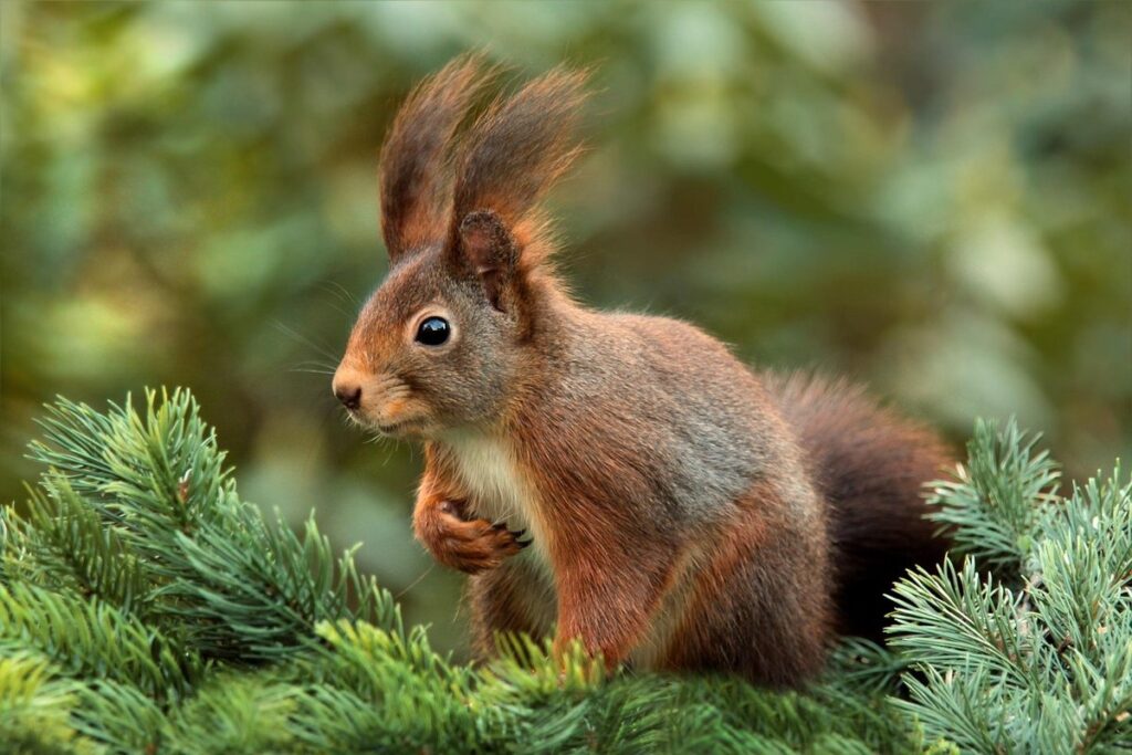 capture squirrel in garden