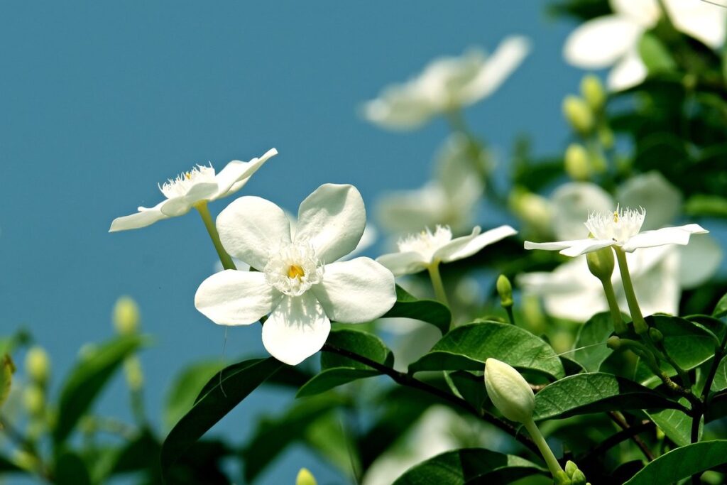 star jasmine benefits
