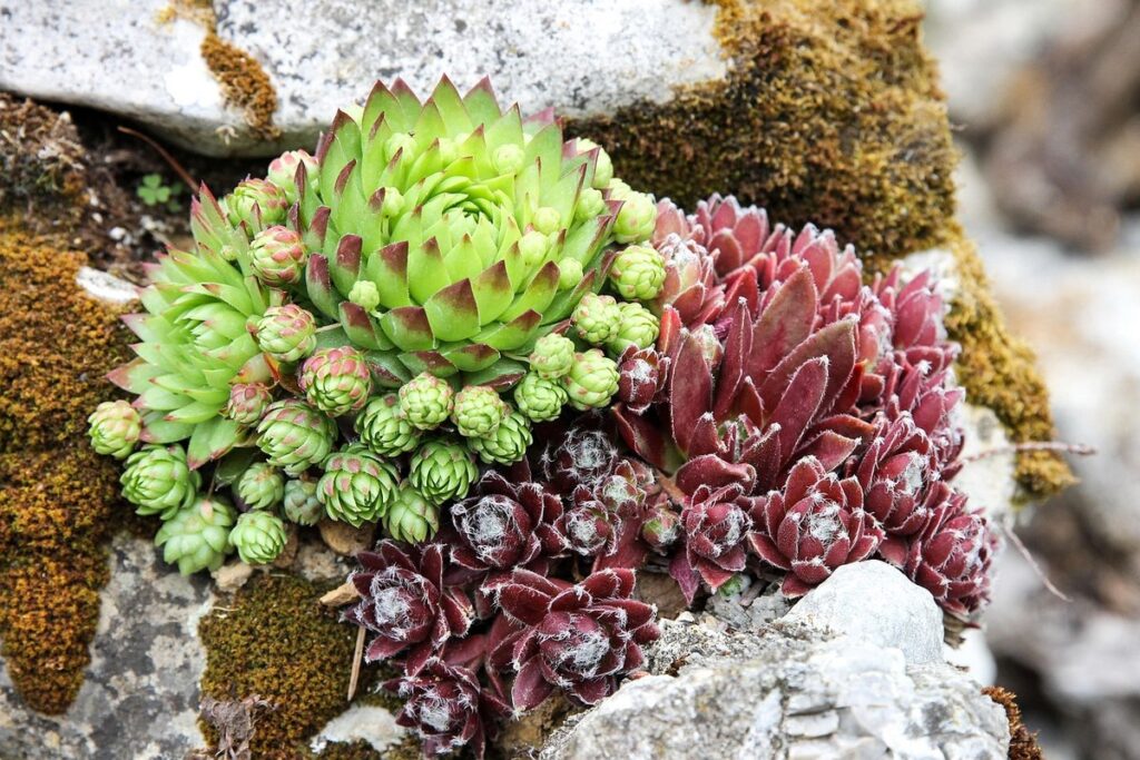 stonecrop autumn joy care