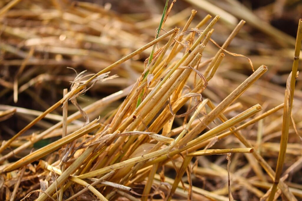 stubble cropping for pest control
