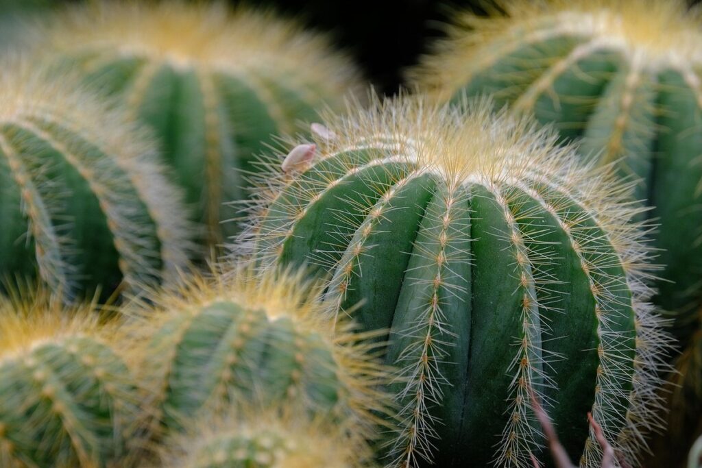 how to propagate succulents