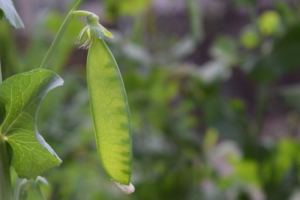how to plant sugar snap peas