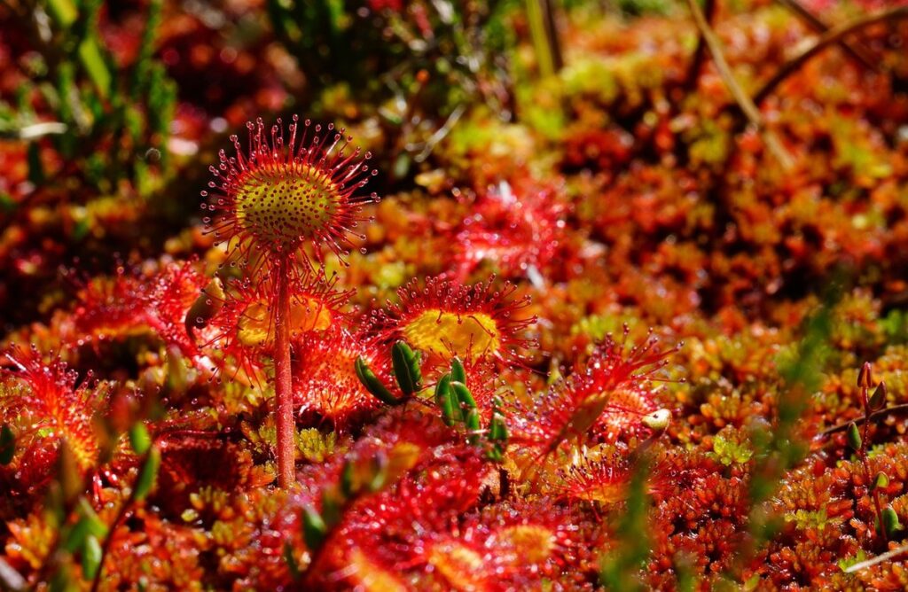where to buy sundew plants