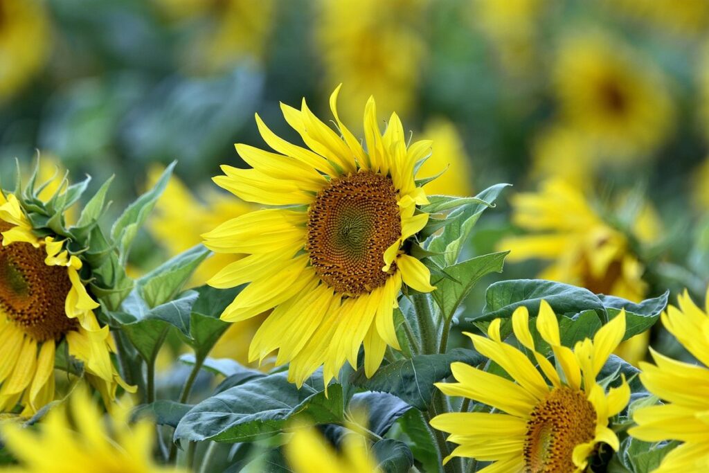 grow sunflowers from seed